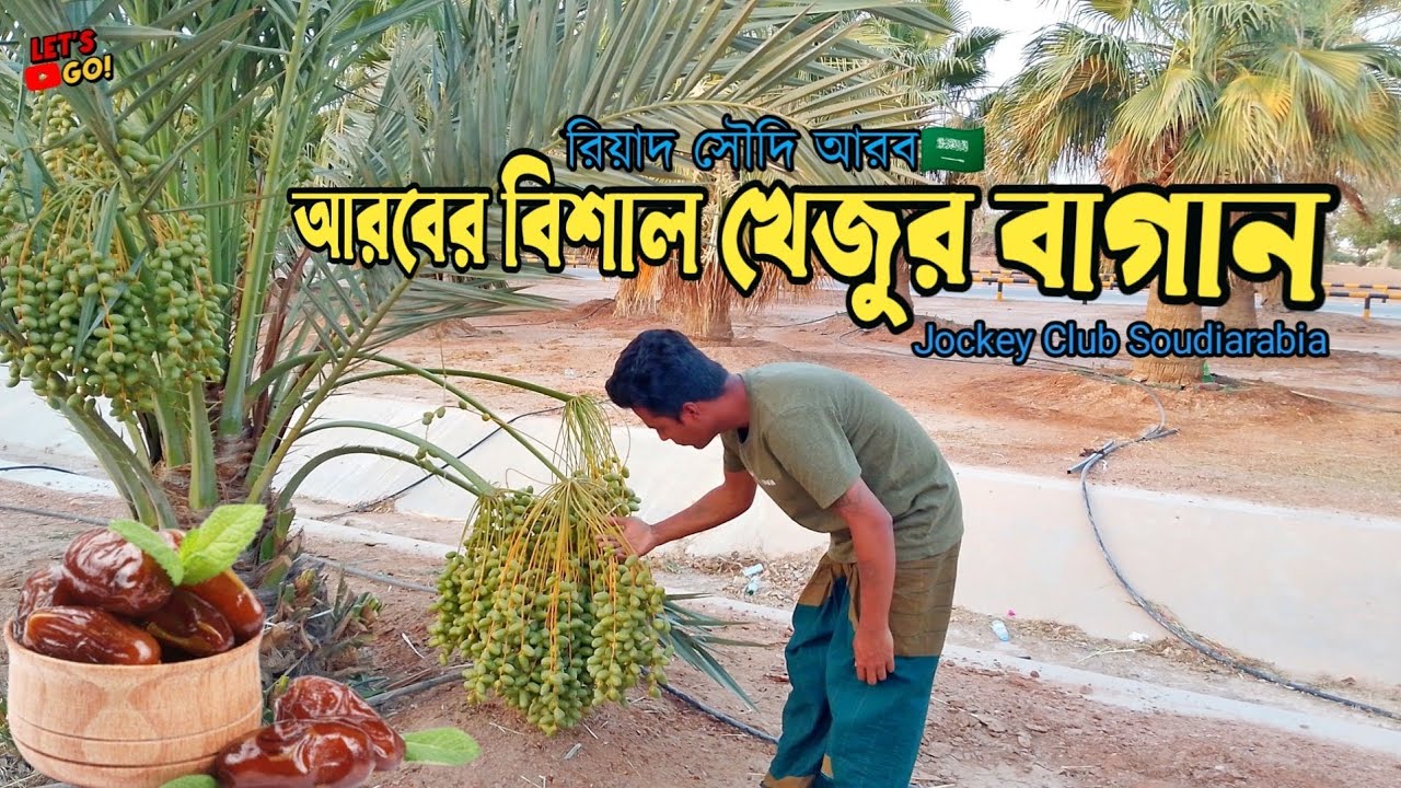 সৌদি আরবের সুবিশাল খেজুর বাগান | The vast date palm grove of Saudi Arabia | حديقة النخيل | #খেজুর