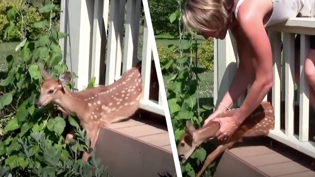 Il cerbiatto spaventato &egrave; incastrato nella ringhiera. La donna si avvicina e capisce il problema!