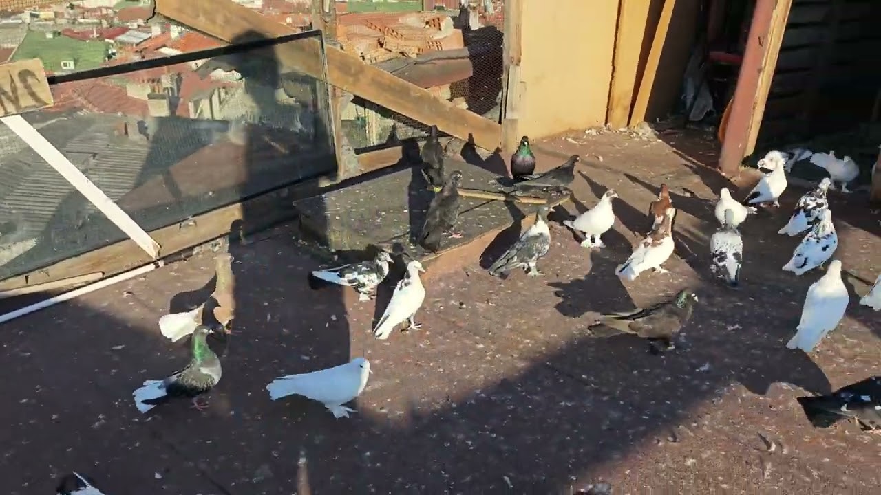 uzun ardan sonra gelen güzelik