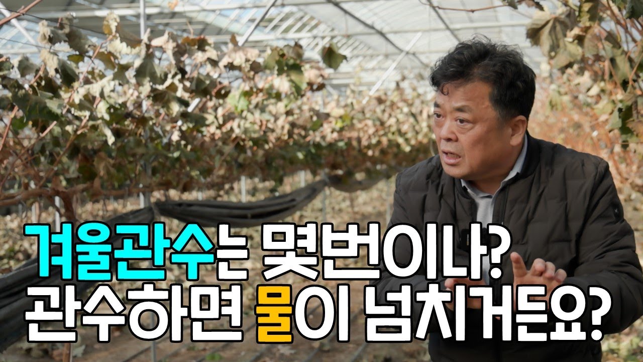 포도재배 겨울관수는 몇번이나? 관수하면 물이 넘치거든요? (박서준 박사)