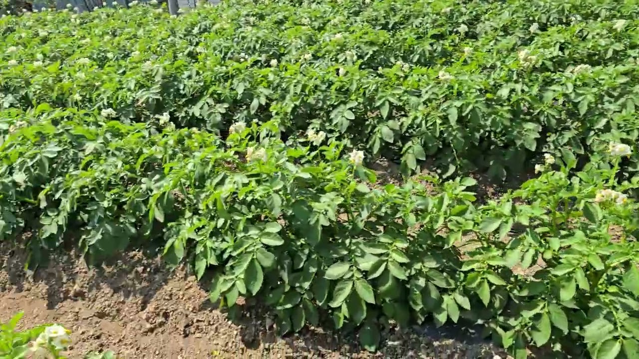 250526. 감자밭 꽃이 활짝 피었습니다