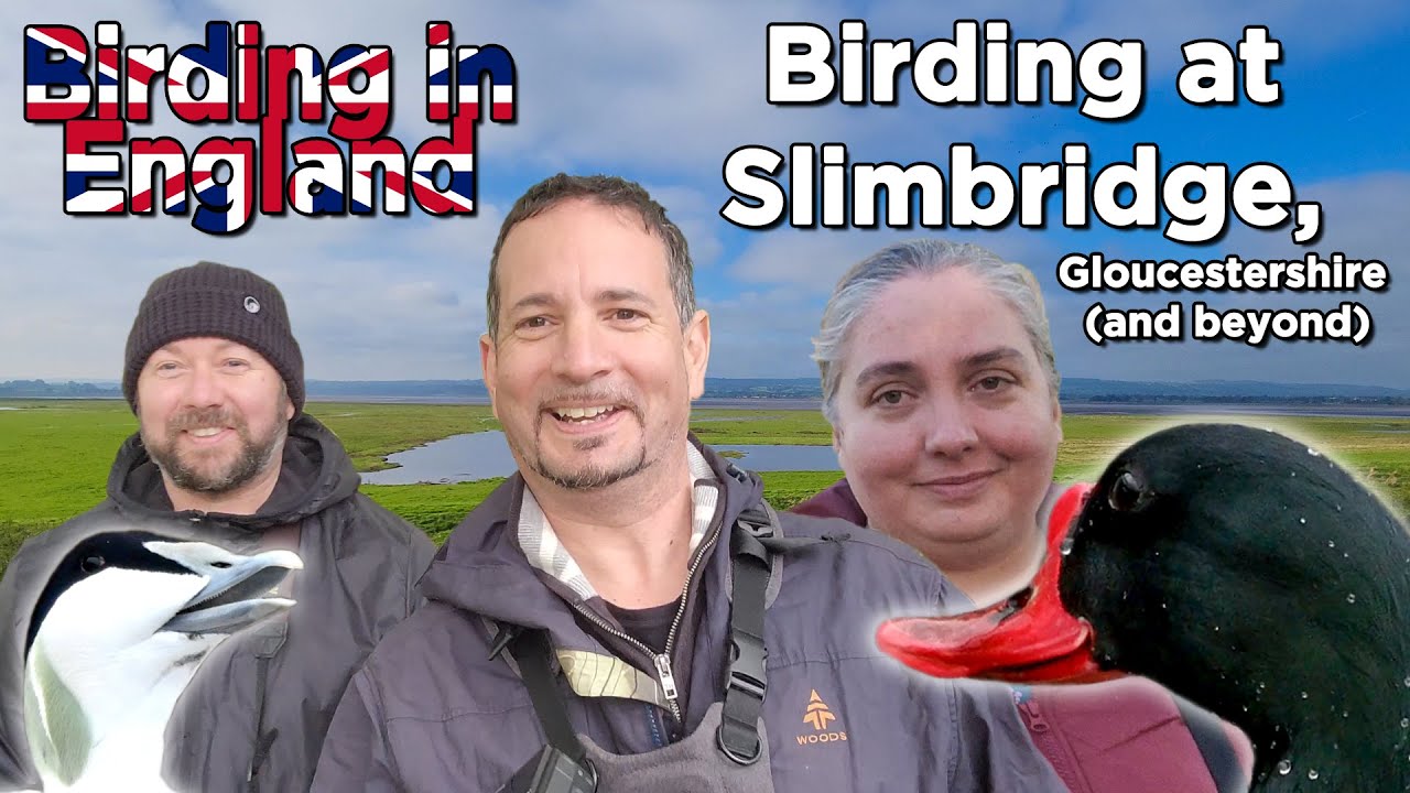 Birding In England Slimbridge Wetland Centre Gloucestershire plus Worcestershire and Middleton Lakes