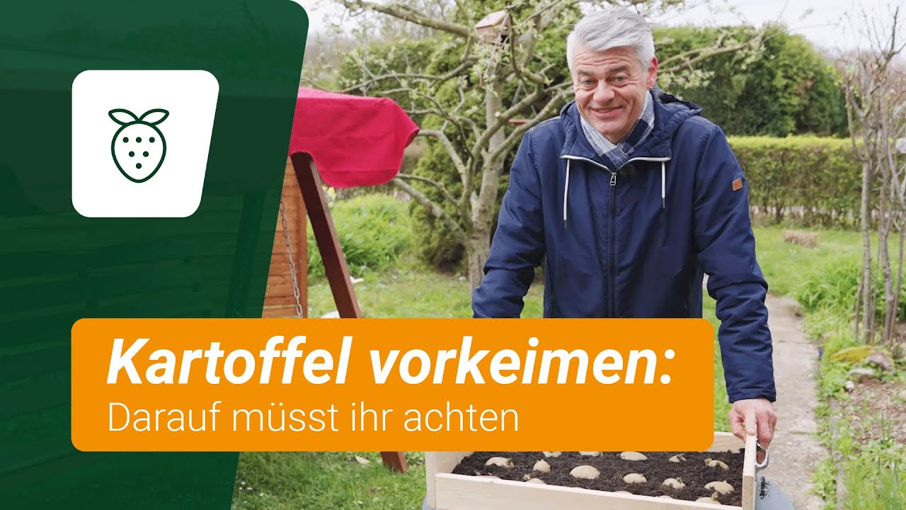 Kartoffeln vorkeimen: Darauf müsst ihr achten