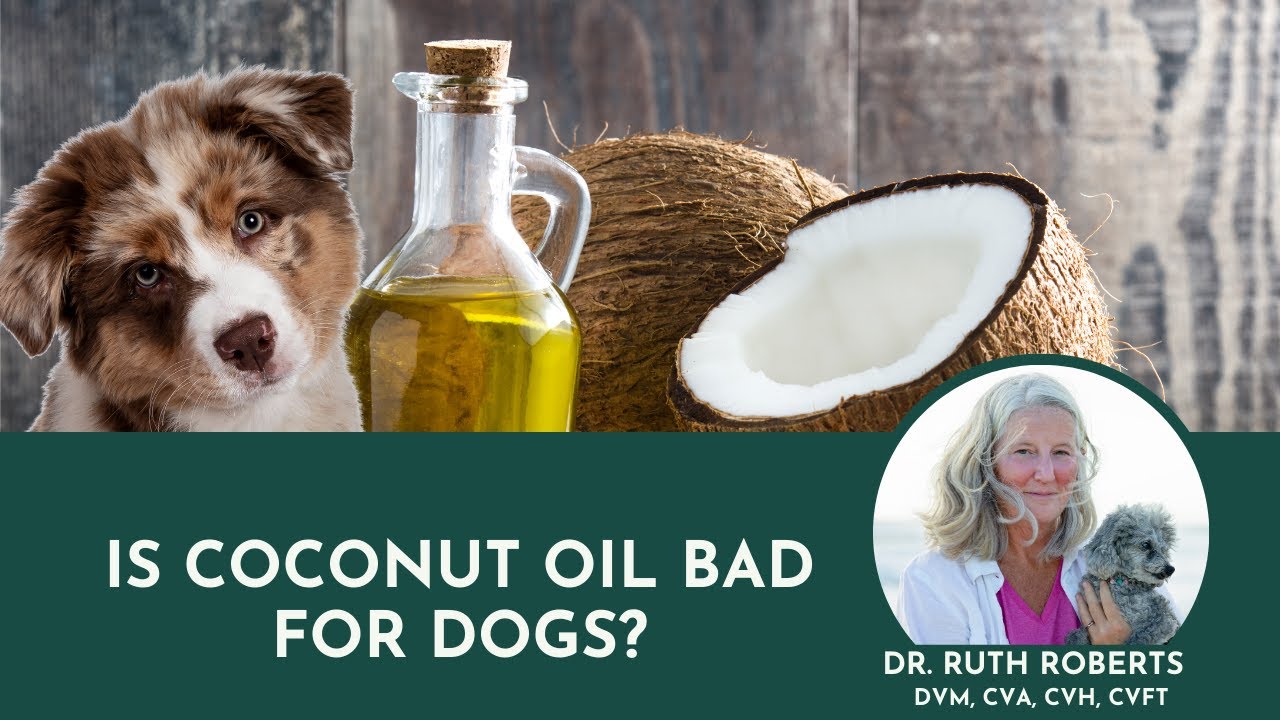 The Truth About Coconut Oil for Dogs&mdash;Is It Helping or Harming Your Pet?