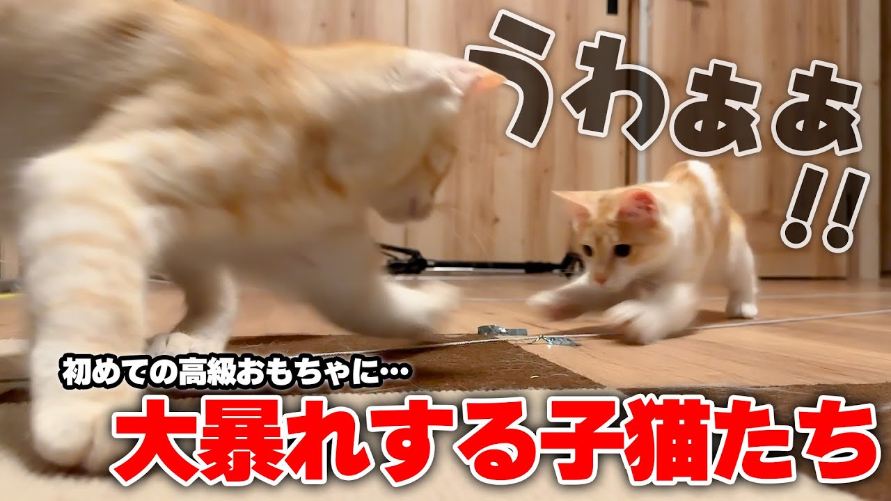 【大興奮】初めての高級おもちゃに、子猫たちが制御不能になりました…