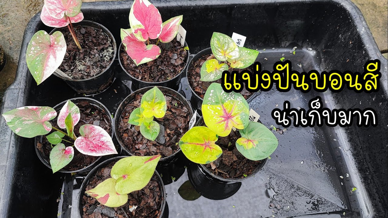 บอนสีสวยๆพร้อมแบ่งปันมาแล้วจ้า|เบิดชัย บอนสี