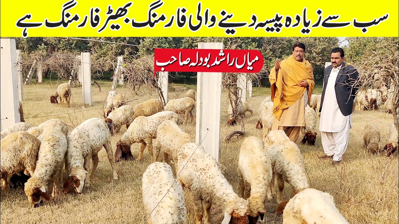 sheep farming | sheep farming in Pakistan | mian Rashid bodla sheep farming | farming in Pakistan