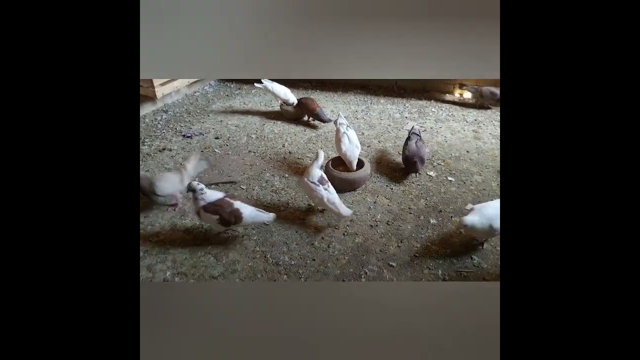 تعالوا نشوف ام رجل مقطوعه
