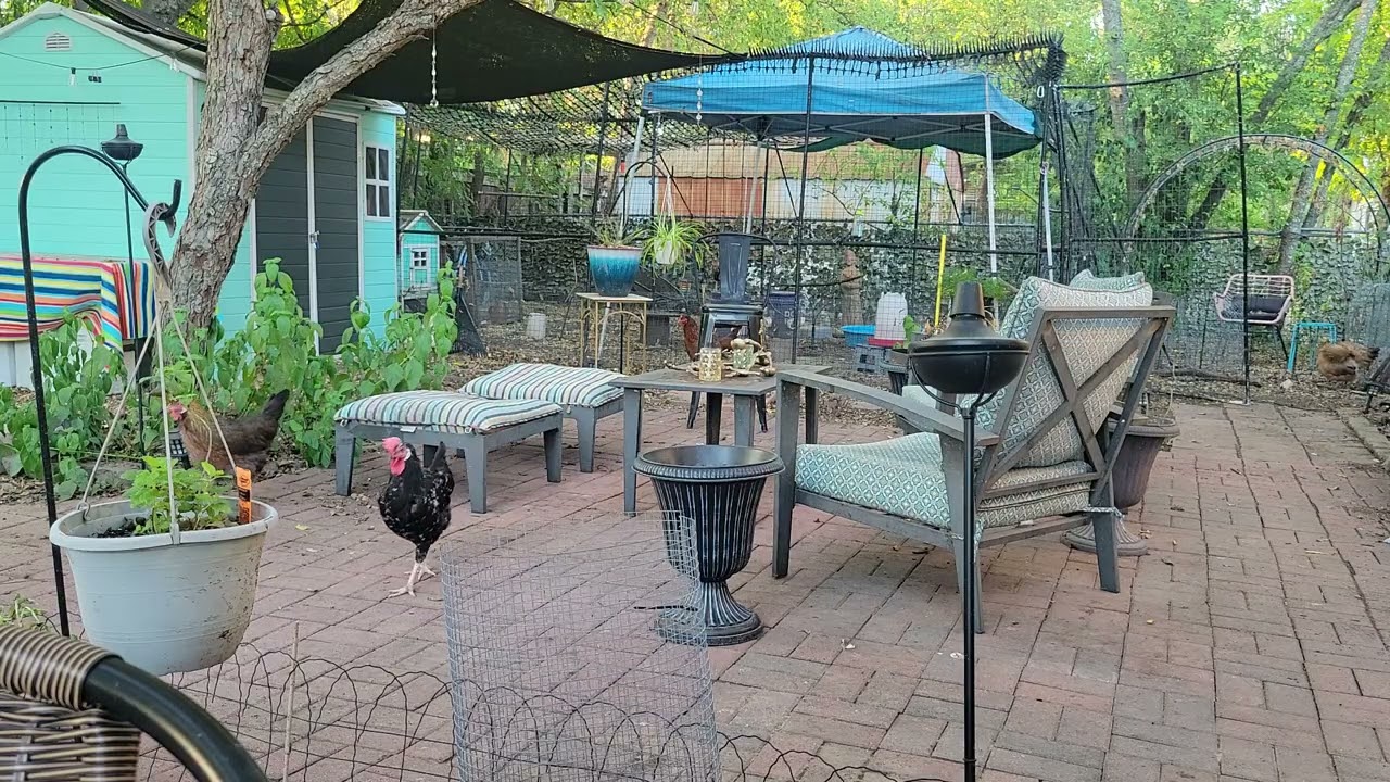 Good Morning, part 2, 2025 09.27 Another Angle from Patio