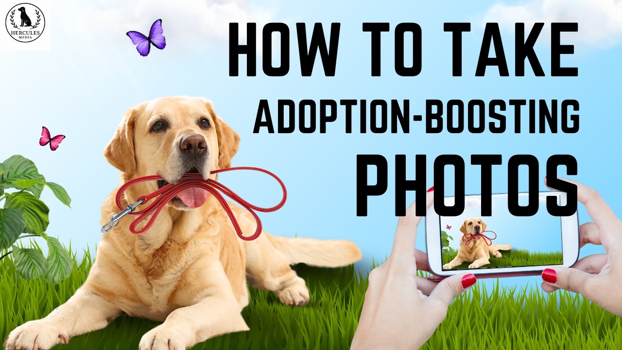 How to Take Adoption Boosting Photos of Your Foster Dog — Even With a Phone