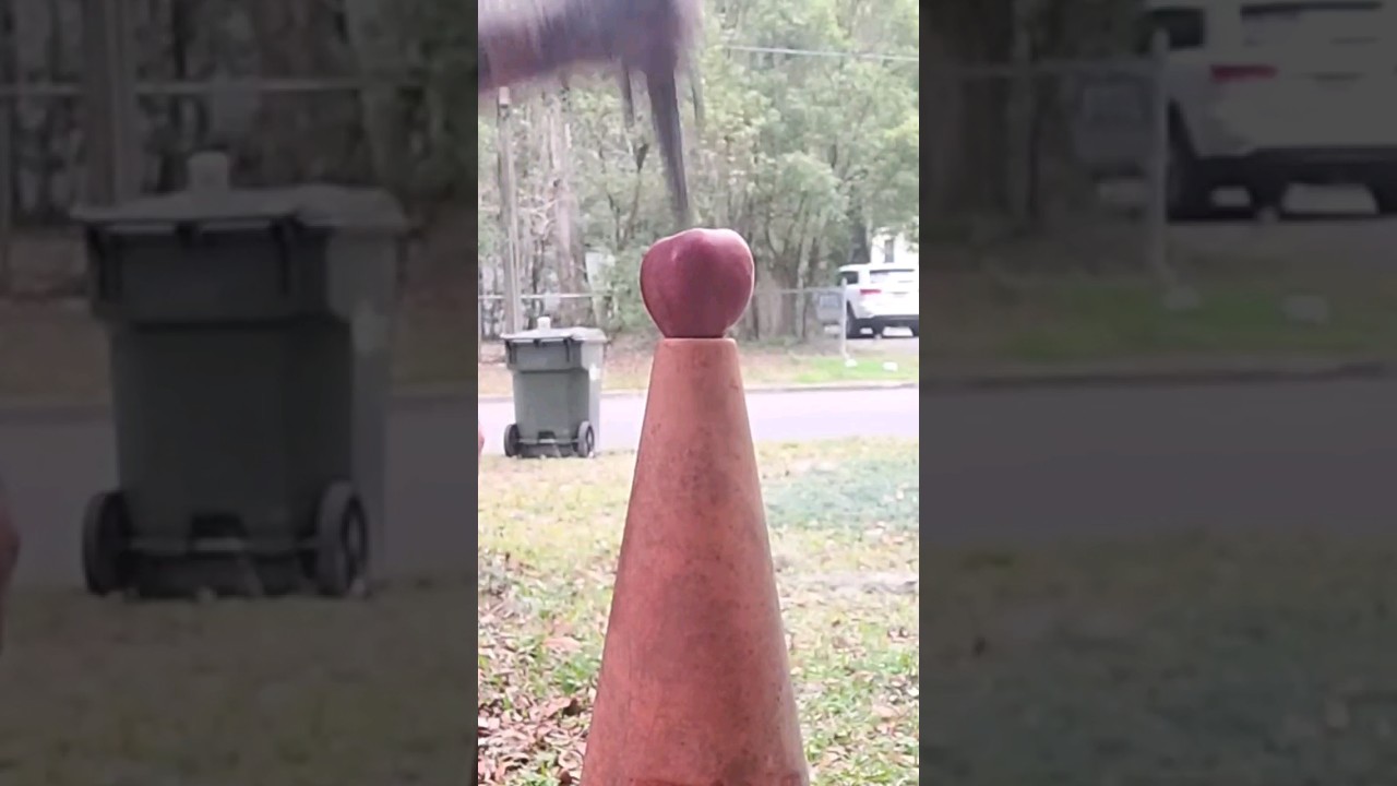 CERBERUS SPLITTING AN APPLE 🍎 #knife #bushcraft #survival #americanmade #shorts