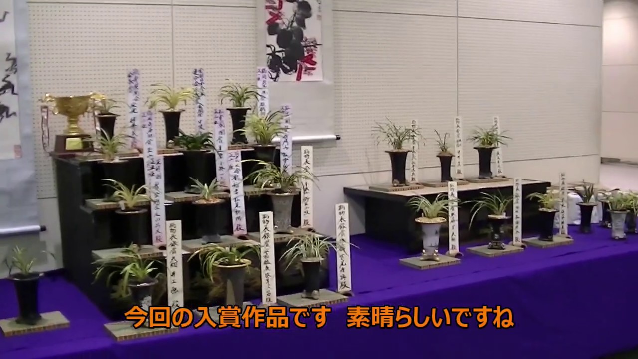 春蘭の魅力