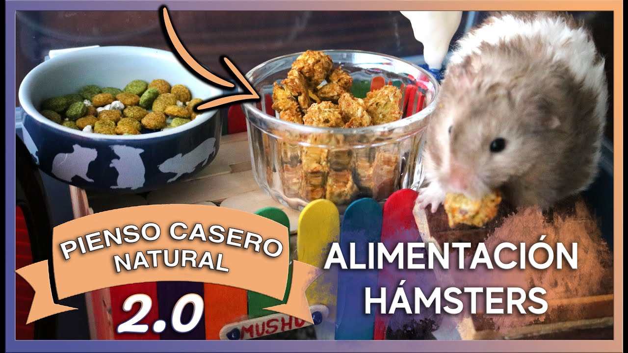 Pienso casero 2.0 | Alimentación natural y equilibrada para HÁMSTERS | MOA's World