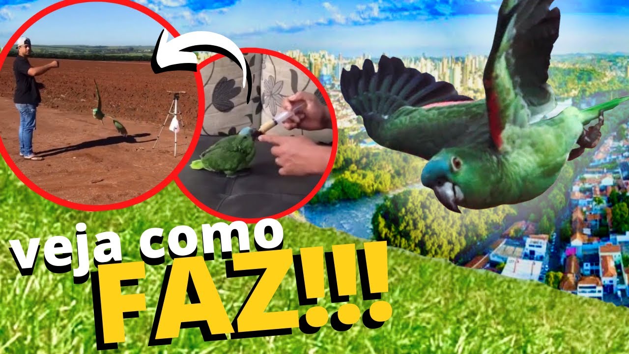 COMO ENSINAR VÔO LIVRE PARA SUA AVE !