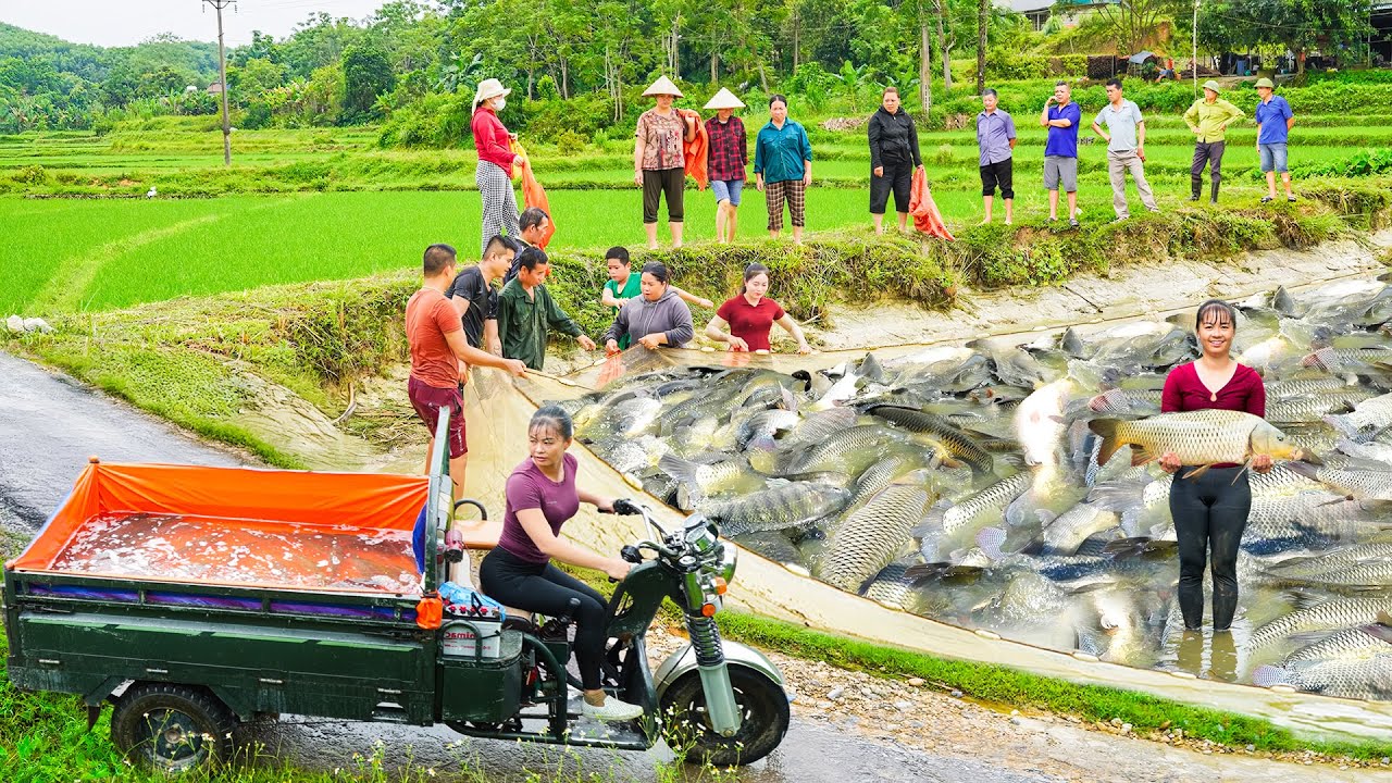 Harvesting A Lot Of Grass Carp - Use Truck To Transport Big Fishs Goes To Market Sell