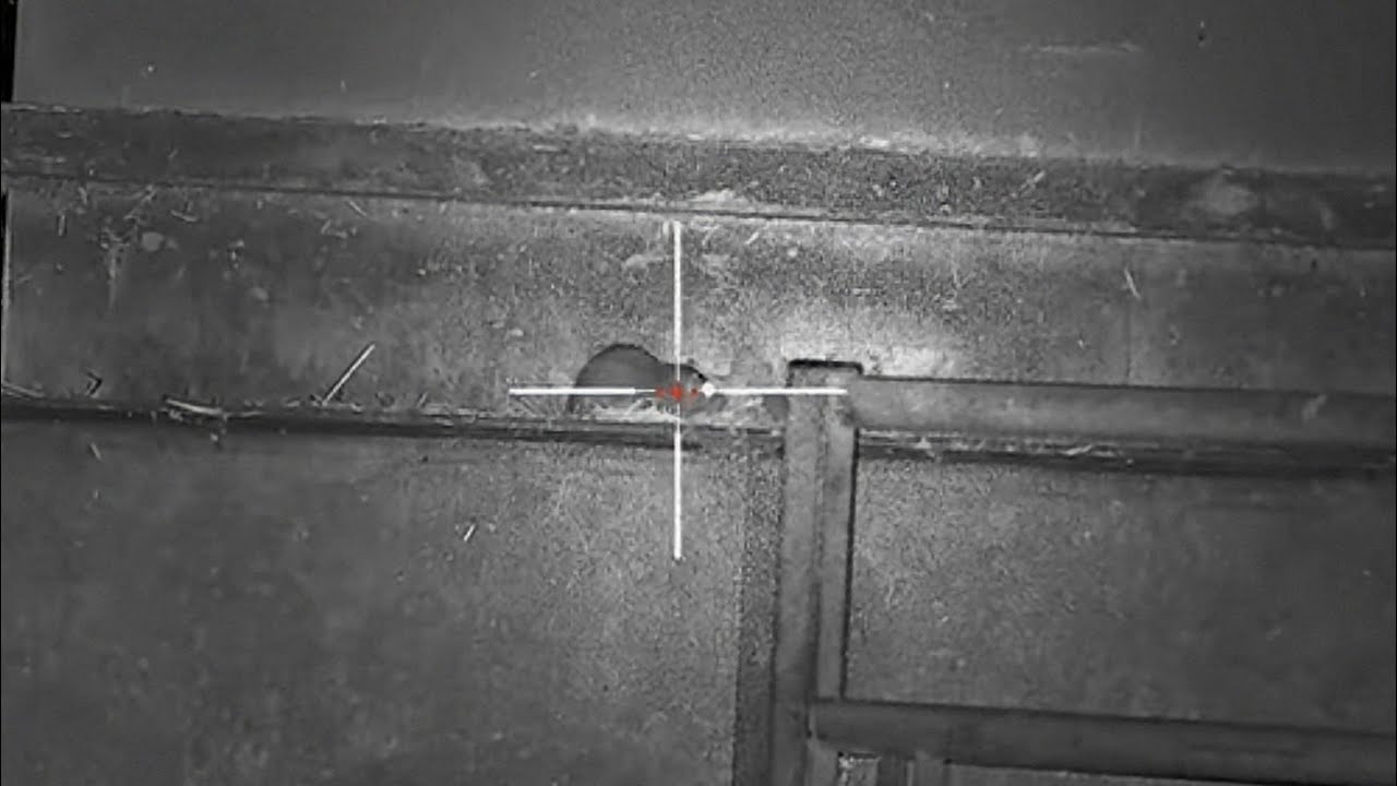 Rat Problems? Weihrauch HW100 is the SOLUTION!