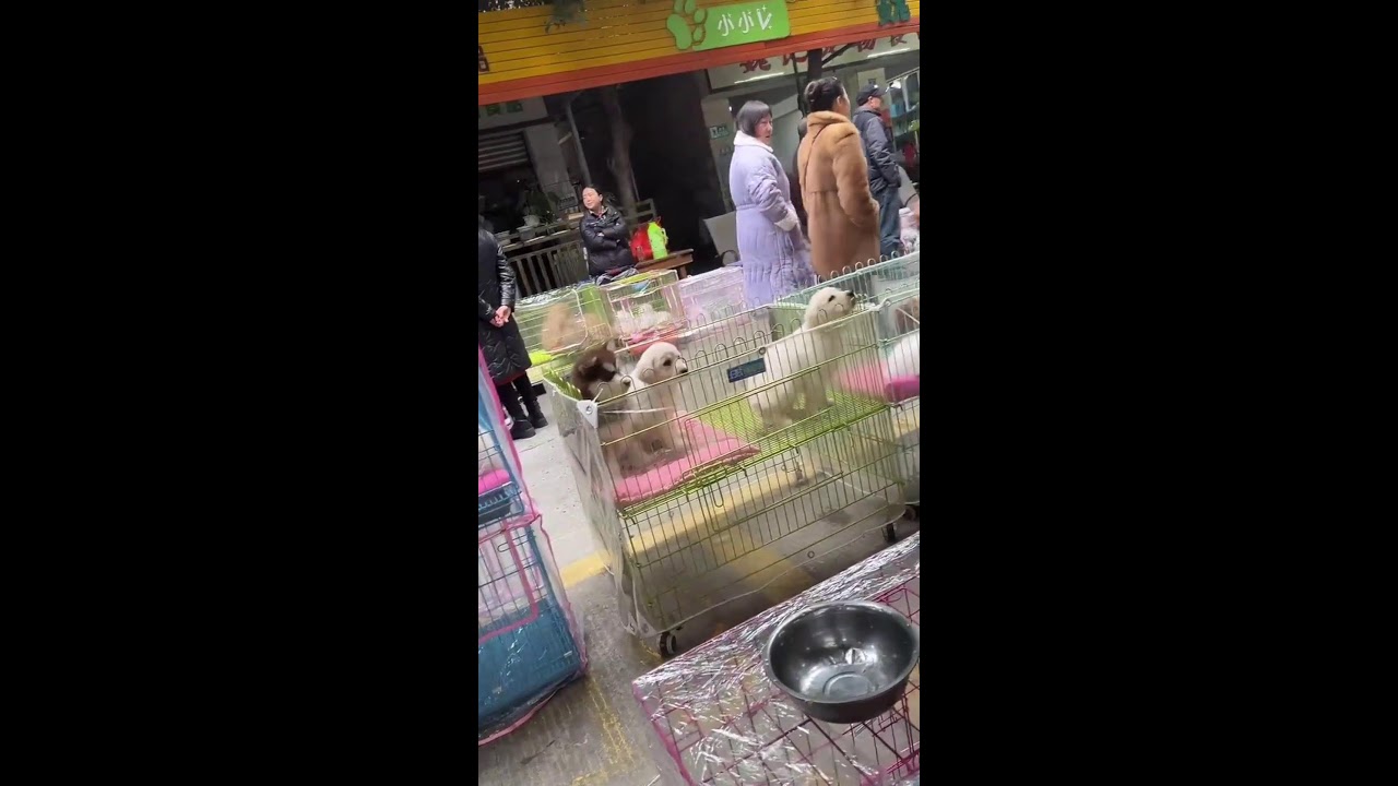 🔴 LIVE: Chinese Pet Market Puppies | Urban Street Sale with Fluffy Friends
