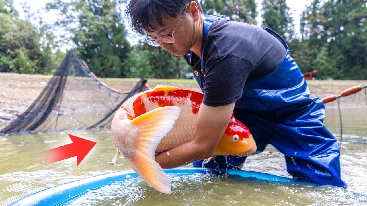 A New Day In Koi Capital Japan! Big Ponds, Big Fish!