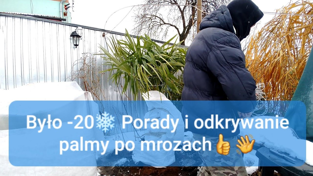 Po mrozach. Odwijanie palmy trachycarpus fortunei nainital. Porady, zimowanie palm w gruncie. #1259