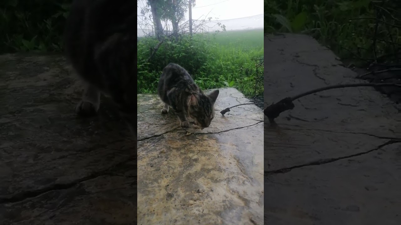 Kucing ku lagi sarapan pagi sama ayam 
