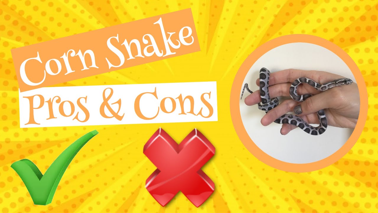 Corn Snake Pros & Cons