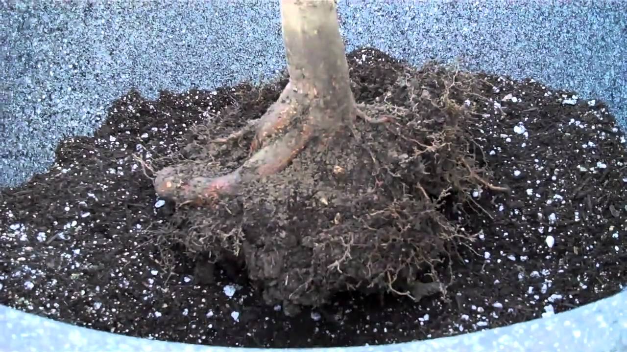 How to grow Japanese Maple (Acer Palmatum) in a Pot Part I.mp4