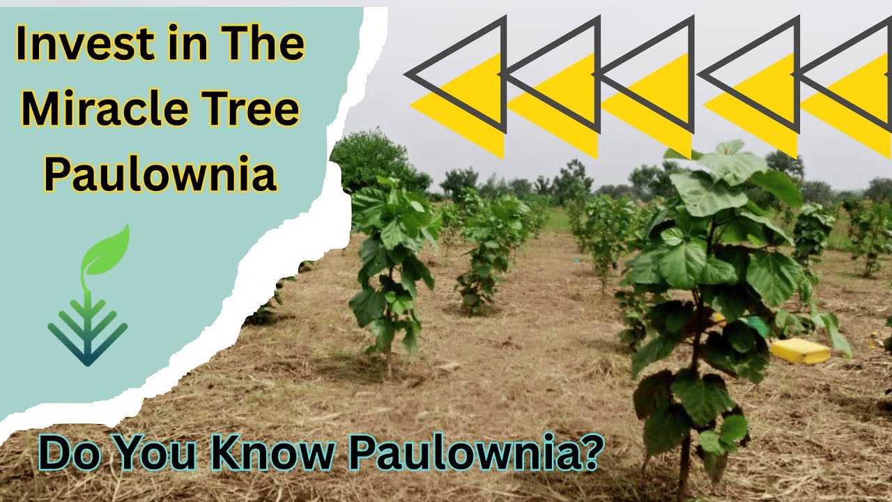 Invest in The Miracle Tree Paulownia