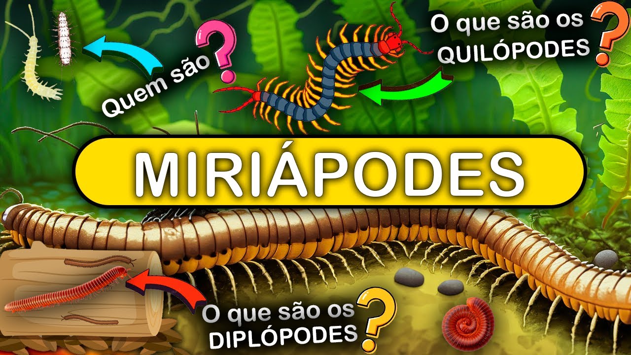MIRIÁPODES – GRUPO DE ARTRÓPODES COM VÁRIAS PERNAS ARTICULADAS (QUILÓPODES, DIPLÓPODES E MAIS)