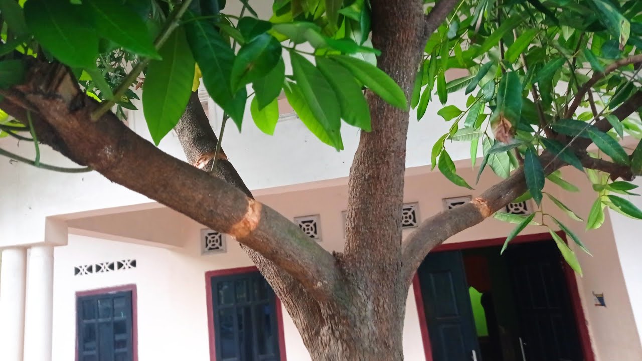 Forcing the longan tree for bearing fruit and blooming
