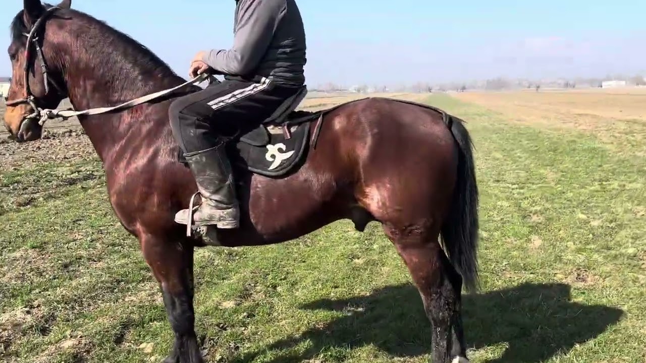 Жон жош ат экен +996556149292