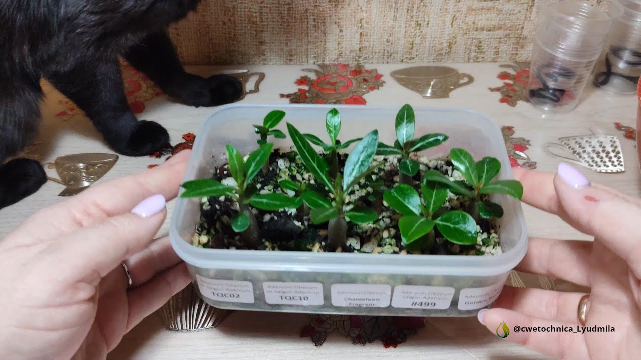 Пересадка сеянцев адениума #adenium #адениум