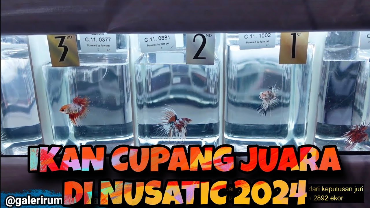 Ikan Cupang Juara Di Event Nusatic 2024 (Part1 Longfin)