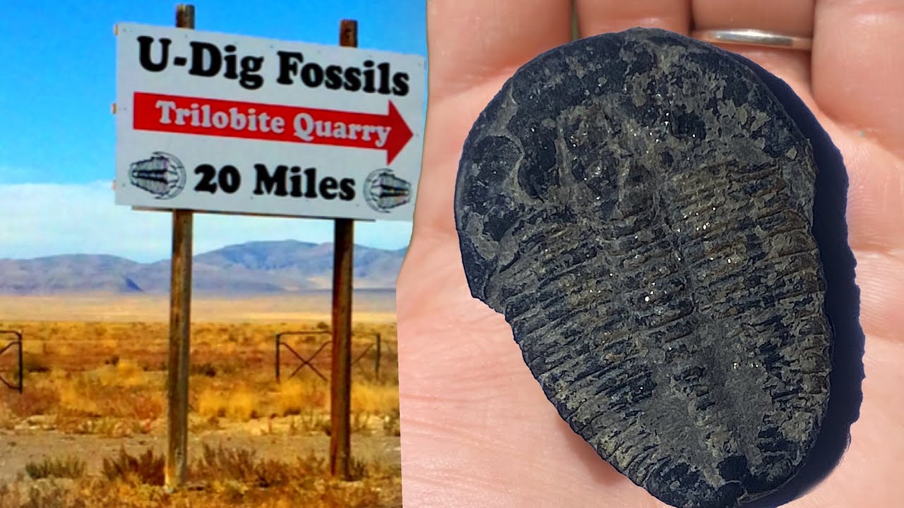 U-Dig Fossils |Everything You Need To Know| Trilobites