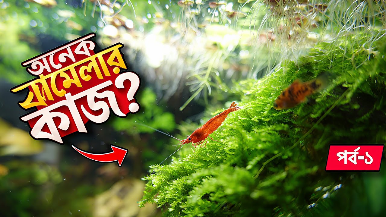 একটি প্লান্টেড সেটআপ বানাতে কতই বা খরচ পড়তে পারে❓|| Part-1 || Inside Aquarium