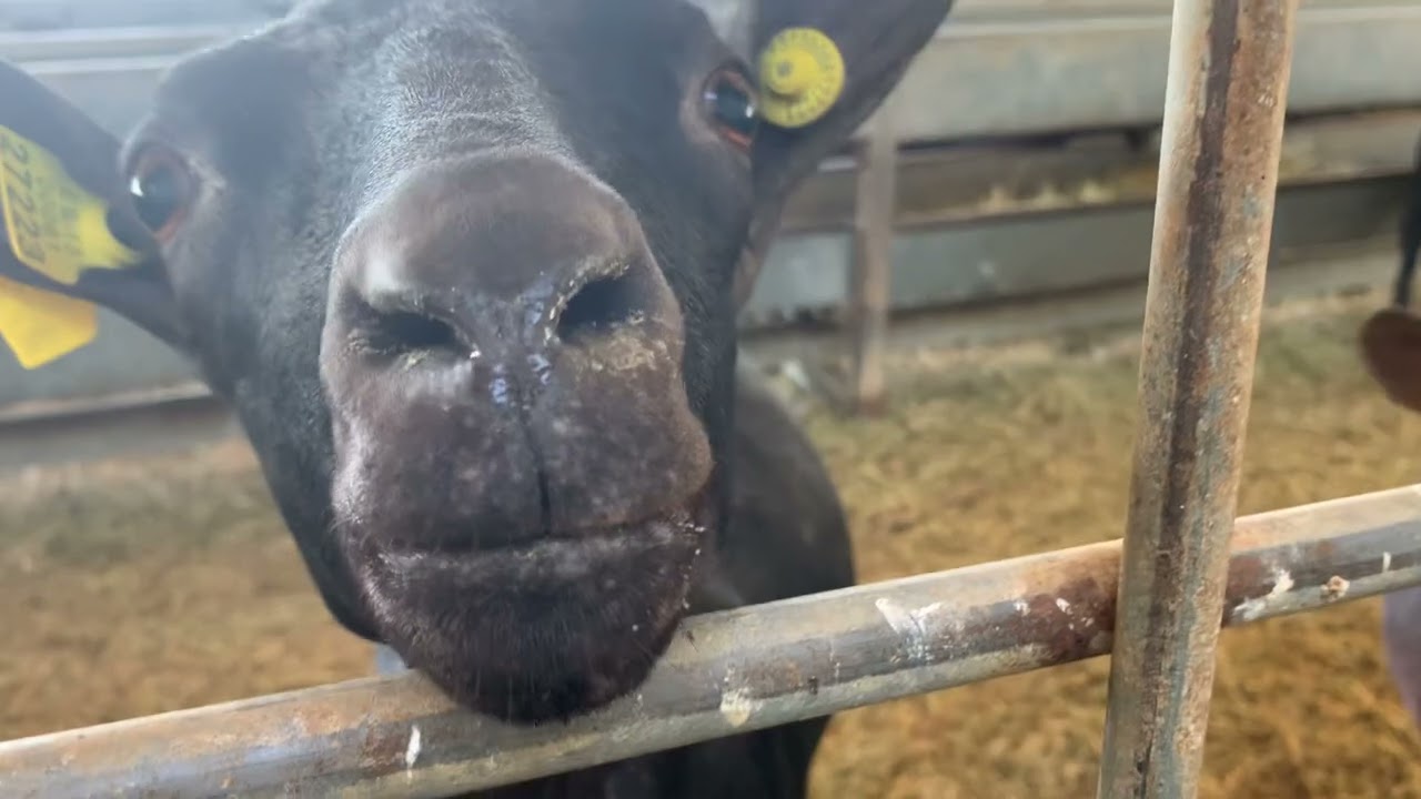 Camperos! Murciano-granainas son estas cabras y son de leche! ❤️👍😘 Siempre Parriba Mi gente