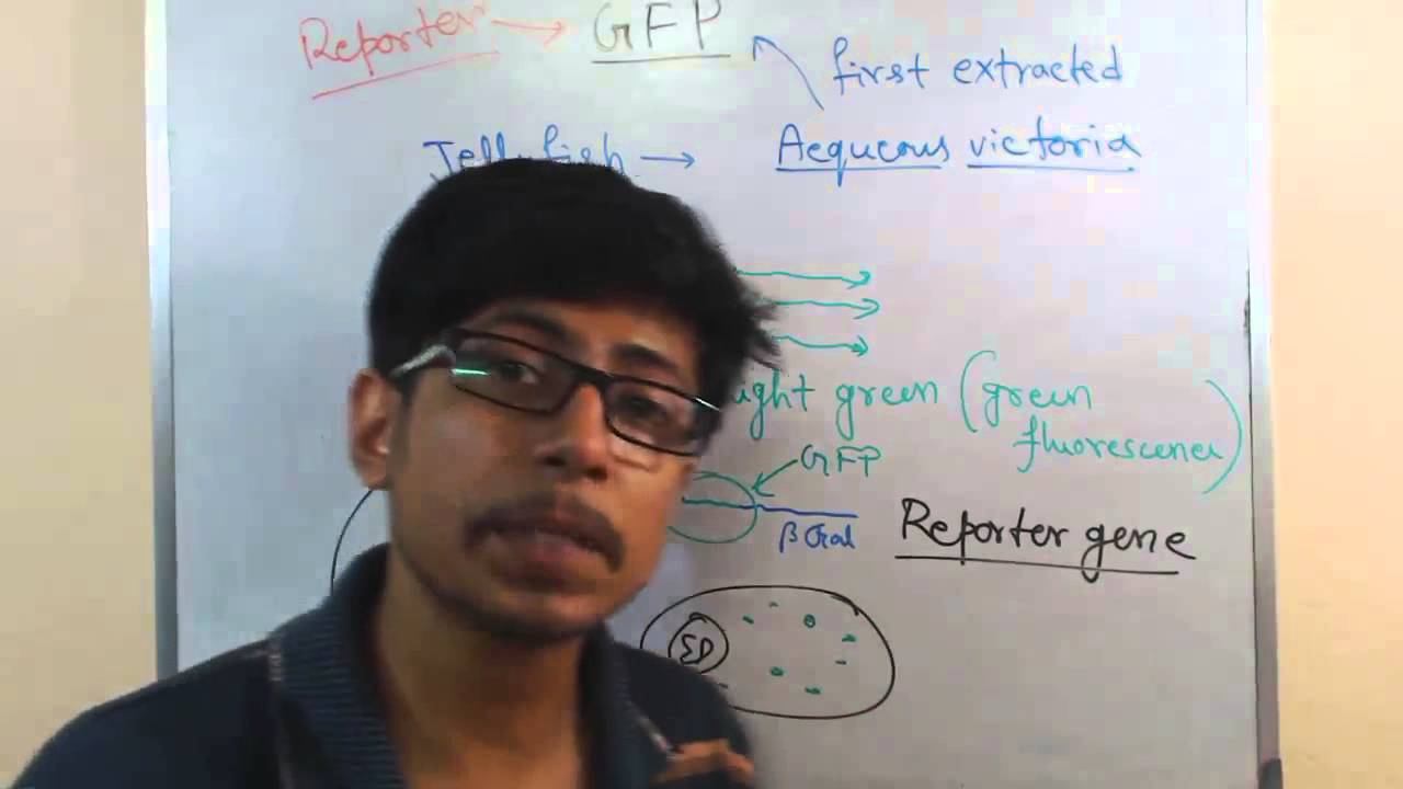 GFP tagging (Green Fluorescent Protein fusion)