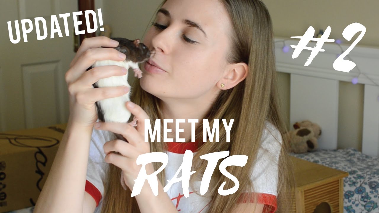 Meet My Rats (Part 2) 🐀✨