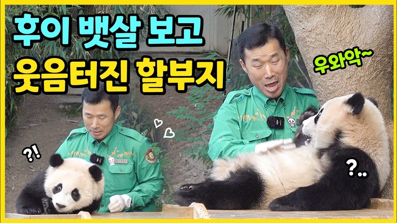 🐼후이의 뱃살이 너무 귀여워서 그만 웃음이 터진 할부지🤣 할부지 안마에 스르륵 녹아내리는 루이🫠💓  #루이바오 #후이바오 #ruibao #huibao