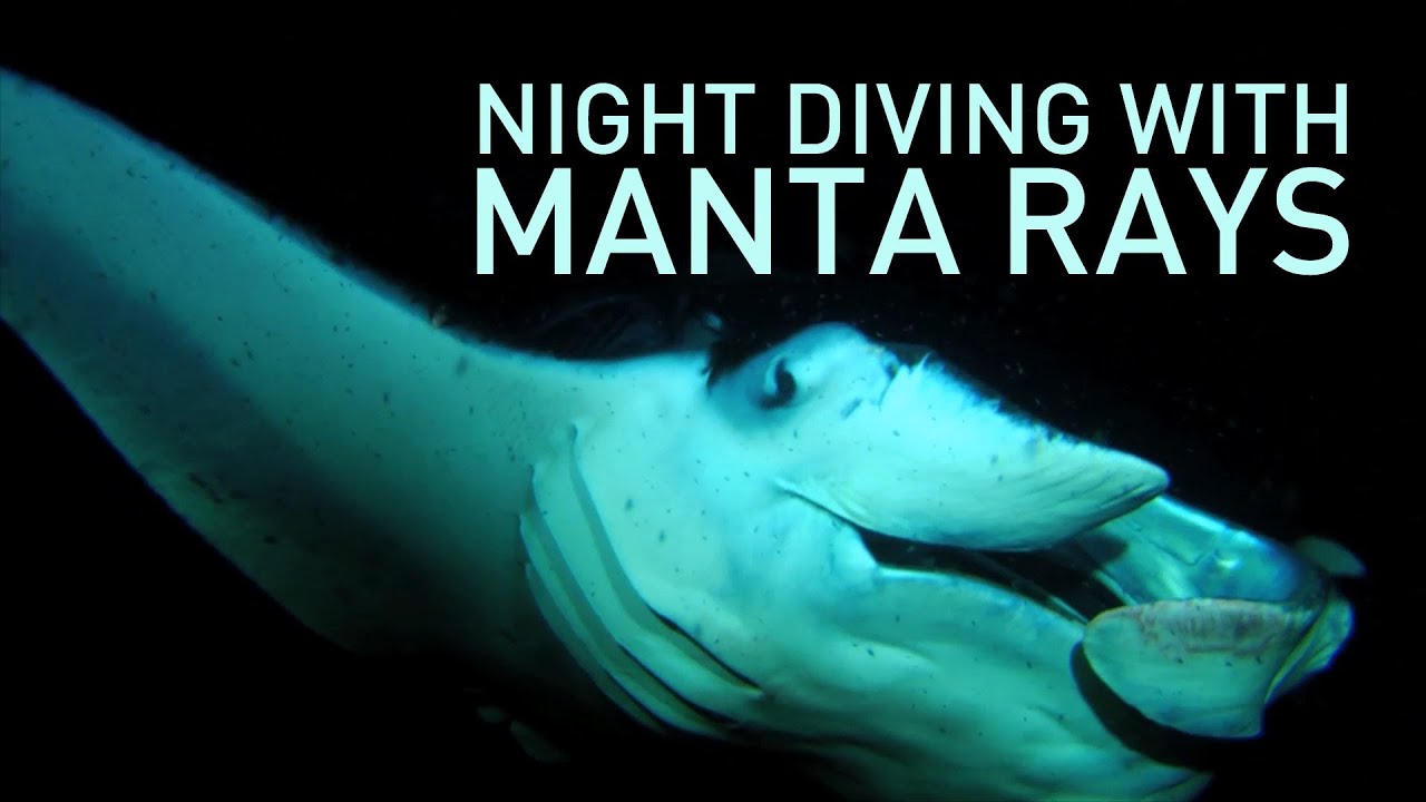 Night Diving with Manta Rays | UnderH2O | PBS Digital Studios