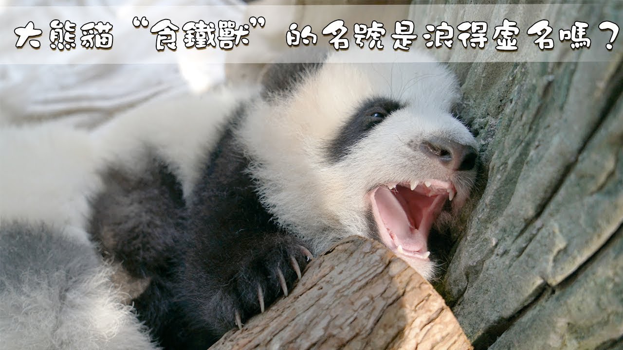 《熊貓主題趴》大熊貓“食鐵獸”的名號是浪得虛名嗎？| iPanda熊貓頻道
