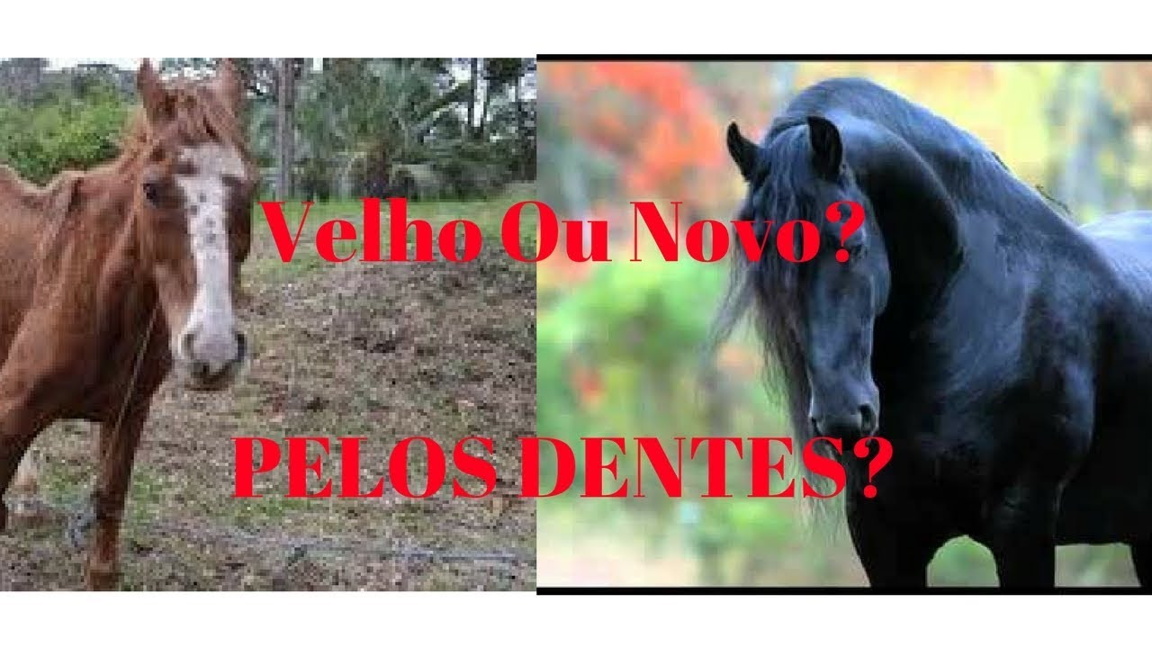 Como Saber a Idade do Cavalo?