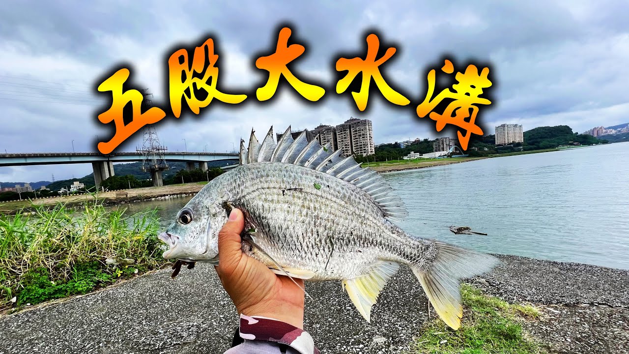 五股大水溝，鯛樂園