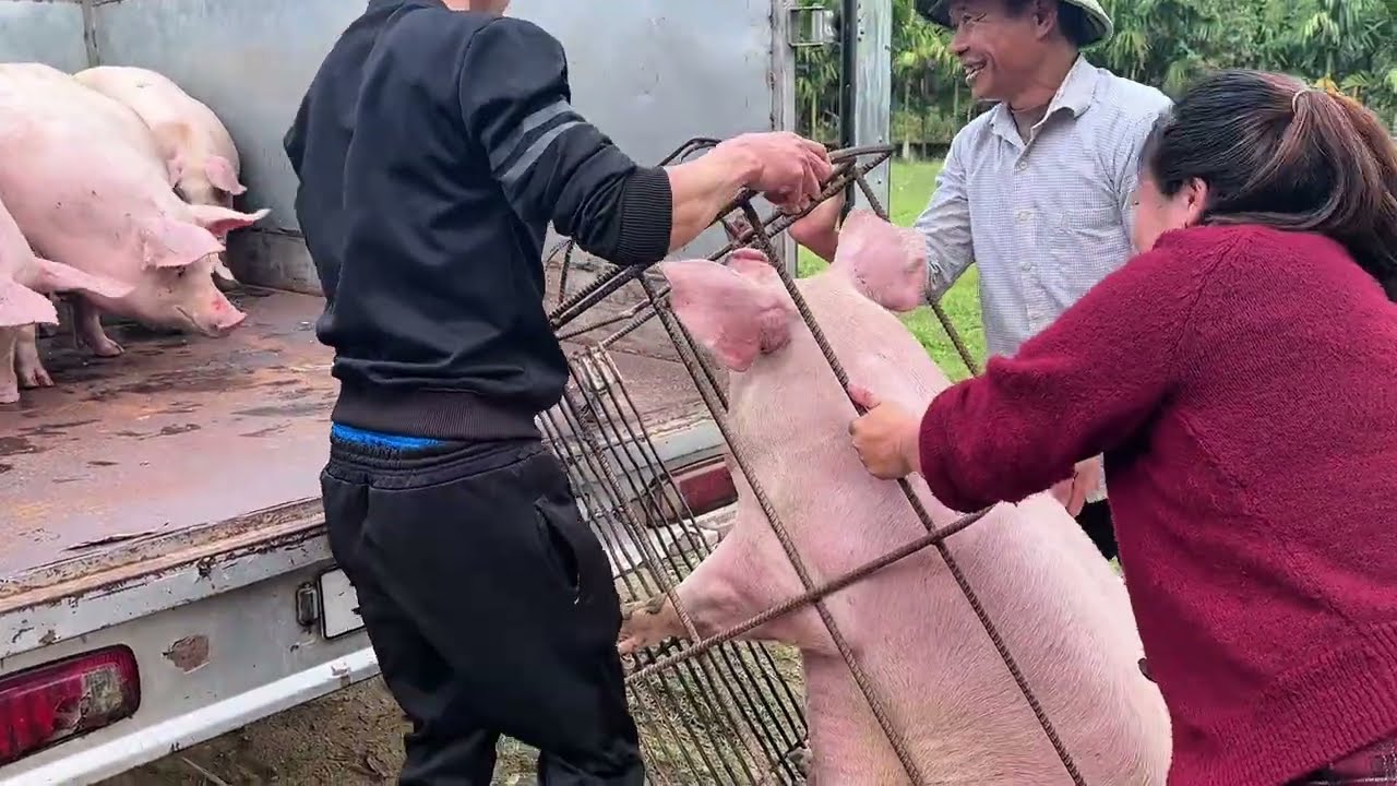 Xuất bán 20 con lợn siêu nạc cho tho thương lái giá 68