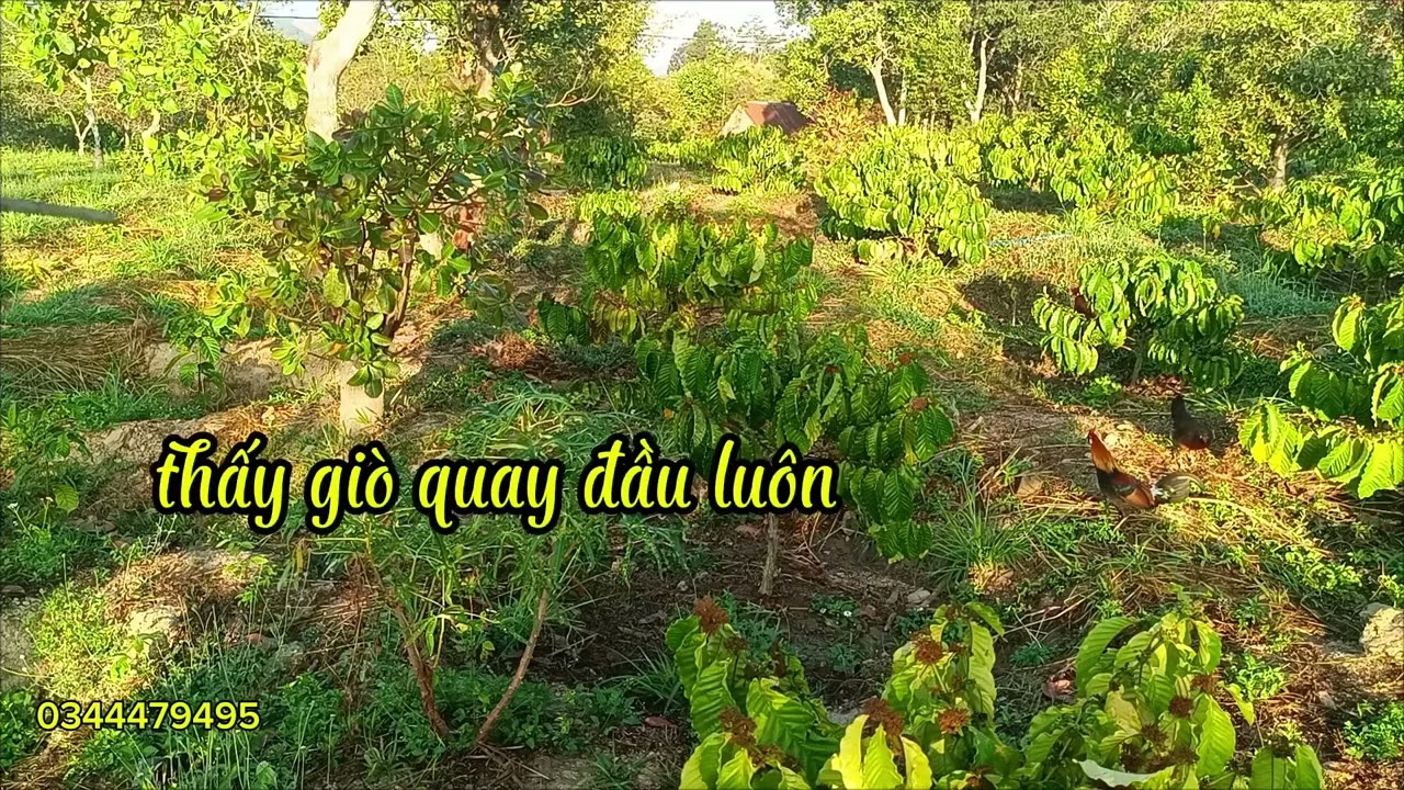 Mồi tơ ngày thứ 2 đi tập rừng