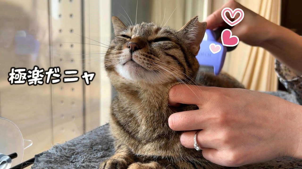 短毛の猫でもファーミネーターを使うと抜け毛がごっそり取れちゃいます