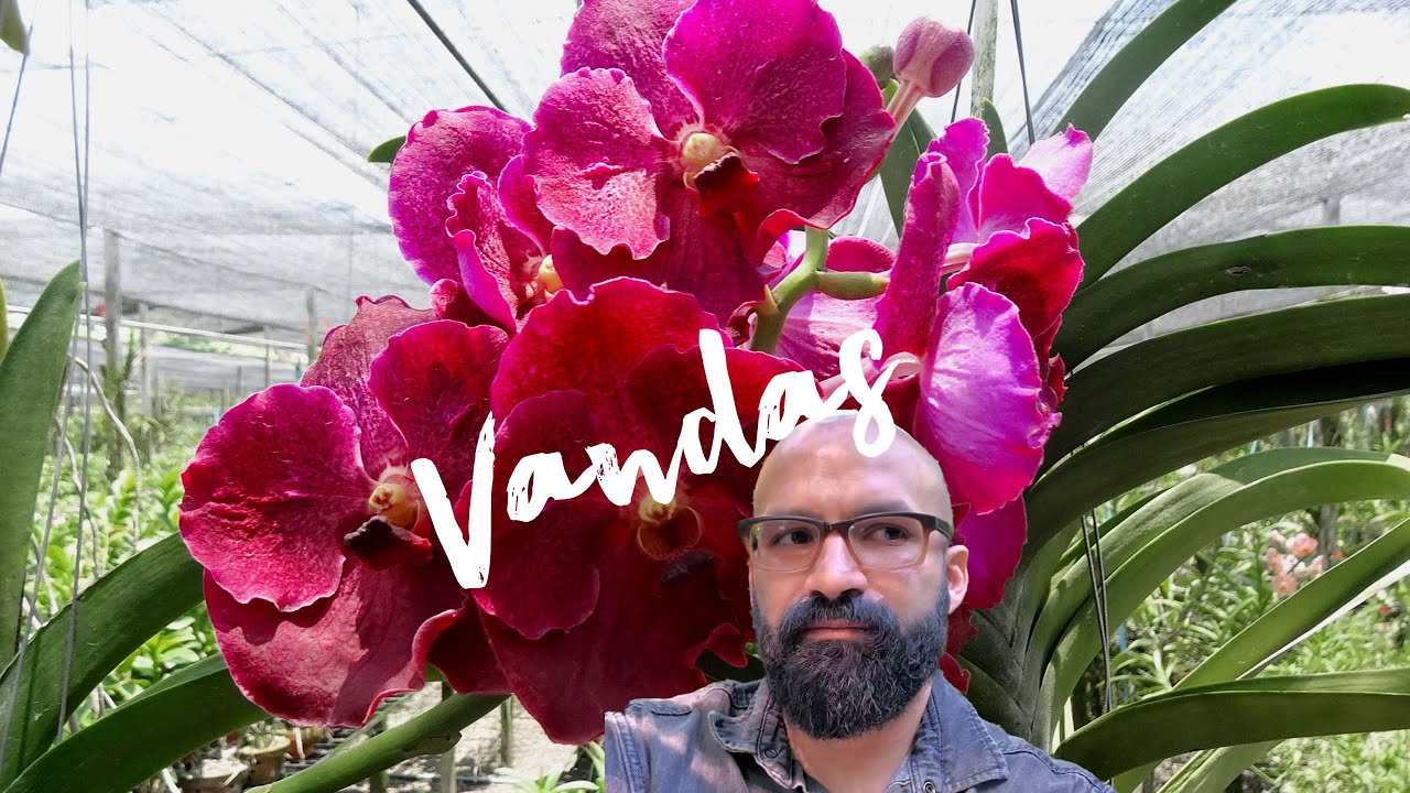 Respondiendo Preguntas sobre Vandas | Finca Dracula