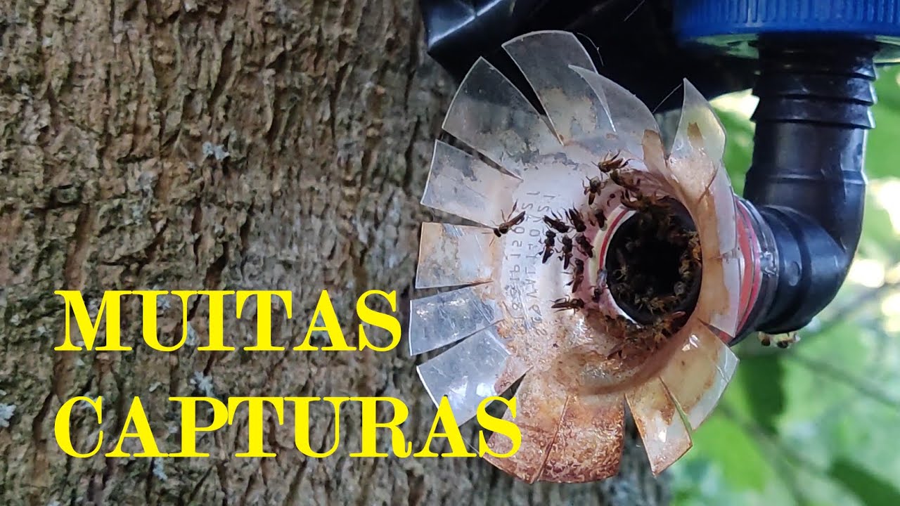 VERIFICAÇÃO DE ISCAS PET COM VÁRIAS SURPRESAS, ENTRE ELAS UMA ABELHA ESPECIAL E BRABA - ASF NA ISCA