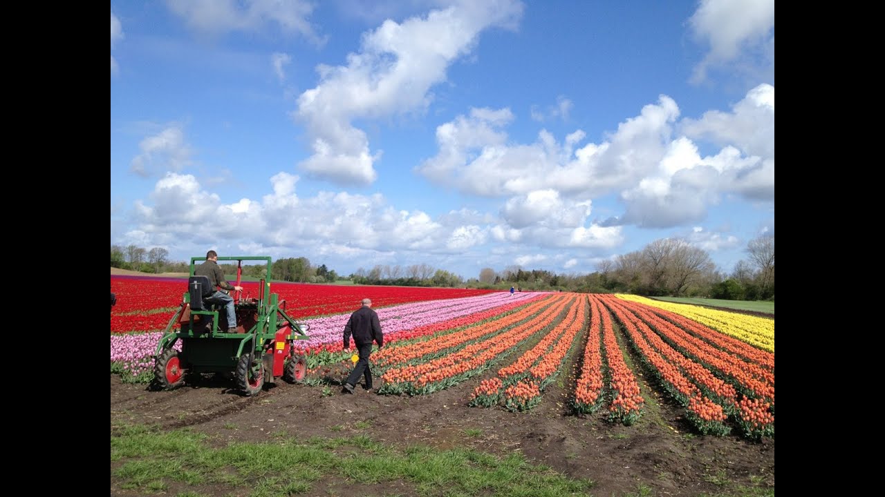 De danske tulipaner
