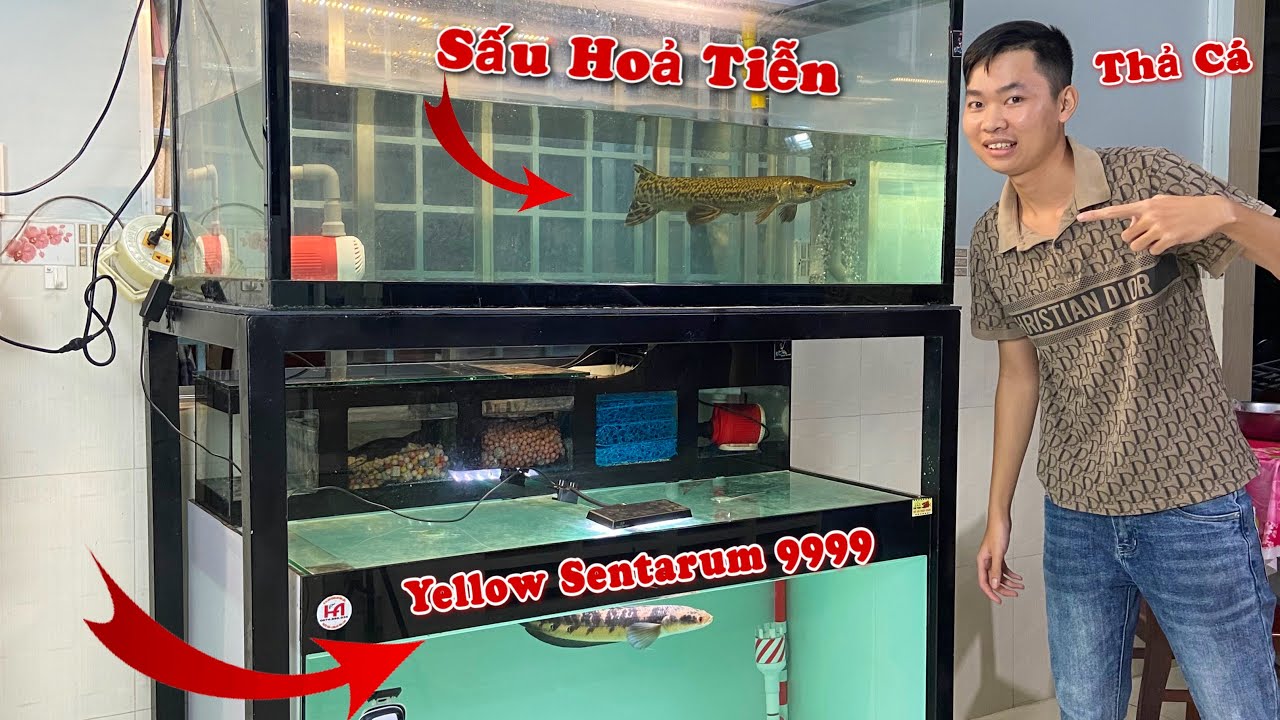 Setup Hồ Thả Cá Lóc Yellow Sentarum Và Cá Sấu Hoả Tiễn | Thịnh Đạt