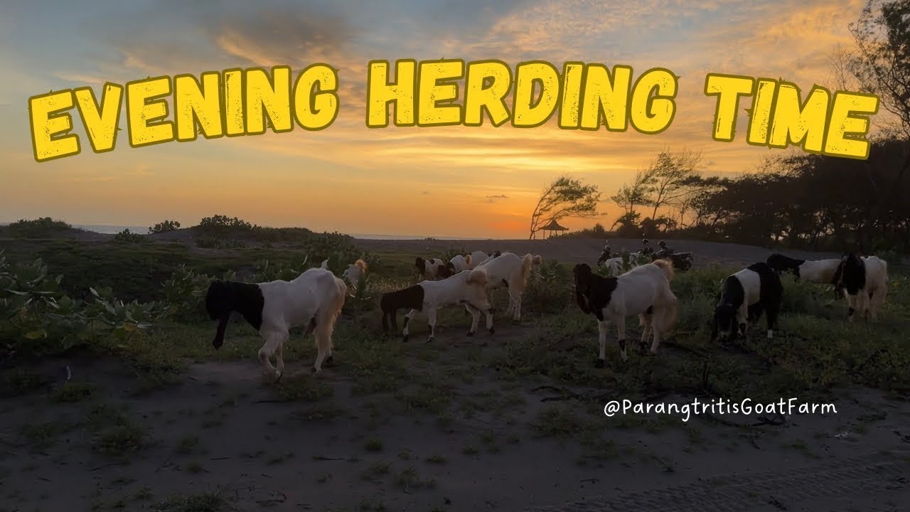 Evening Herding Time 